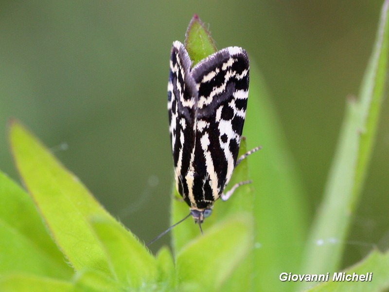 Acontia trabealis...che eleganza..